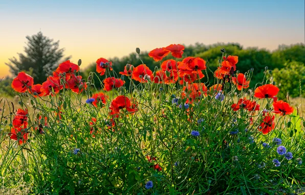 Greens, summer, the sky, flowers, bright, Maki, meadow, red