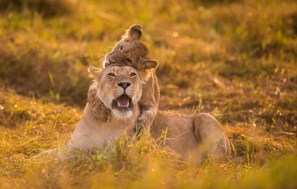 The game, lioness, lion