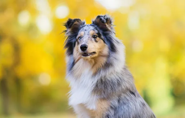 Autumn, look, face, yellow, Park, background, portrait, dog