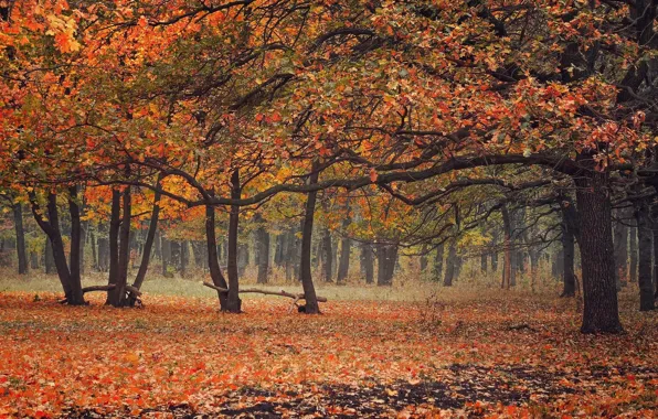 Picture autumn, trees, Park, branch, foliage