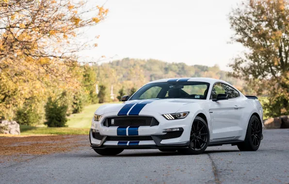 Shelby, Blue, White, GT350, Strips