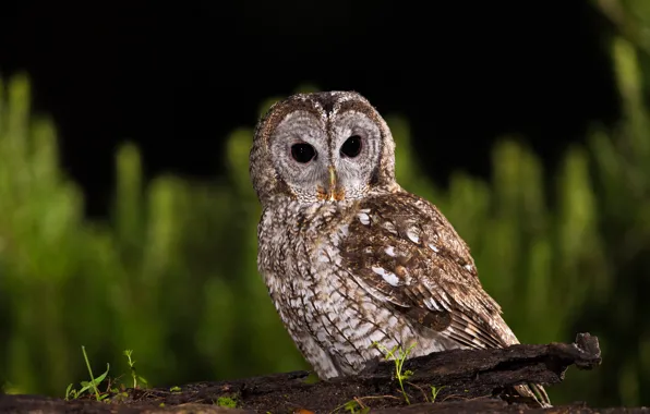 Picture look, the dark background, owl, bird, owl, motley