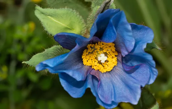 Flower, summer, Mac, petals, blue poppy