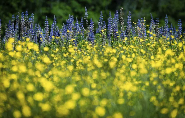 Summer, flowers, glade, yellow, blue, a lot, bokeh, buttercups