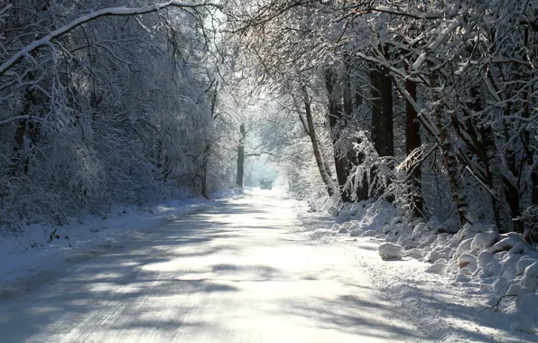 Picture winter, road, trees