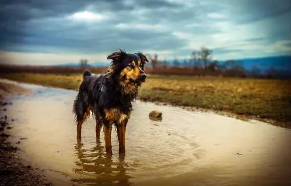 Dog, puddle, Australian Shepherd