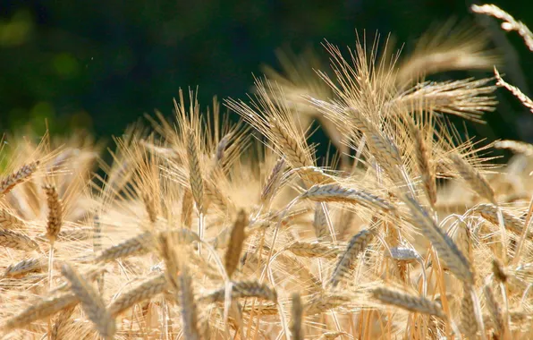 Picture wheat, grains, Brown, planting