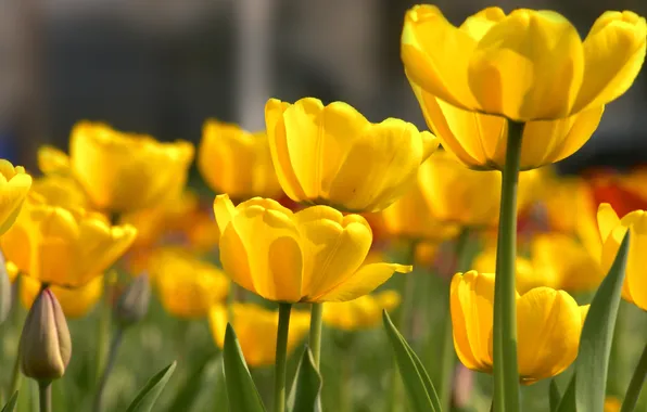 Flowers, nature, petals, tulips, buds, yellow