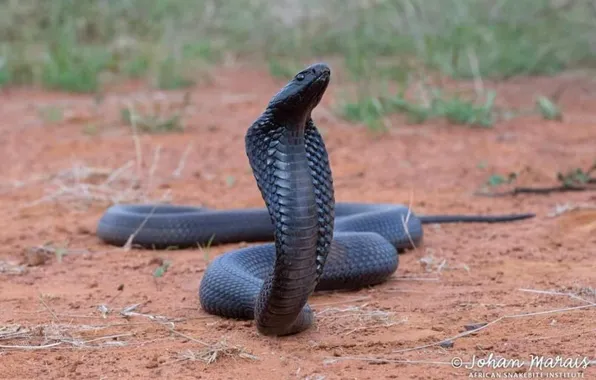 Snake, animal, black cobra