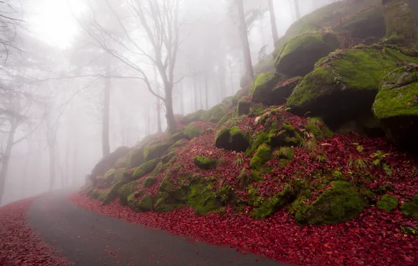 Road, autumn, leaves, trees, fog