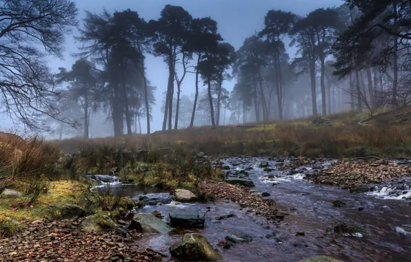 Picture trees, fog, stream, stones