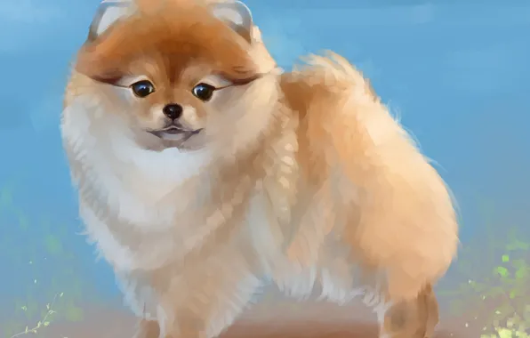 Picture figure, dog, art, painting, dogs, Spitz, spitz