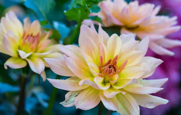 Drops, flowers, Rosa, flowering, dahlias