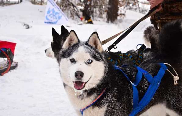Look, each, dog, sport, husky, dog, snow, cute