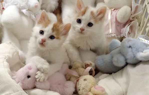 Toys, pair, kittens, white