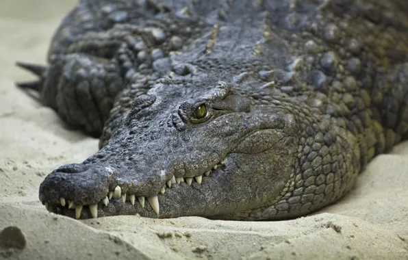 Picture sand, eyes, shore, teeth, crocodile