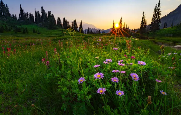 Greens, field, forest, summer, the sky, the sun, rays, sunset