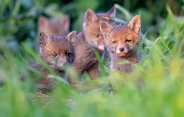 Nature, Fox, kids, company, cubs, Fox, Fox, cubs