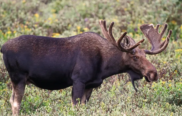 Picture nature, background, moose