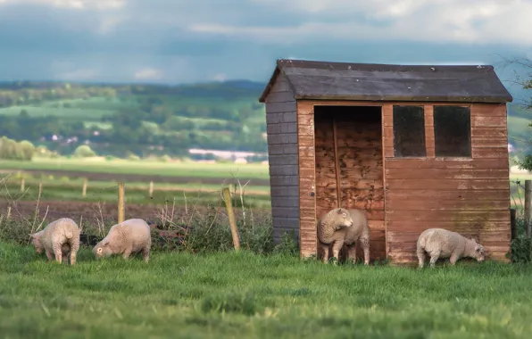 Field, grass, hills, the fence, sheep, pasture, the fence, house