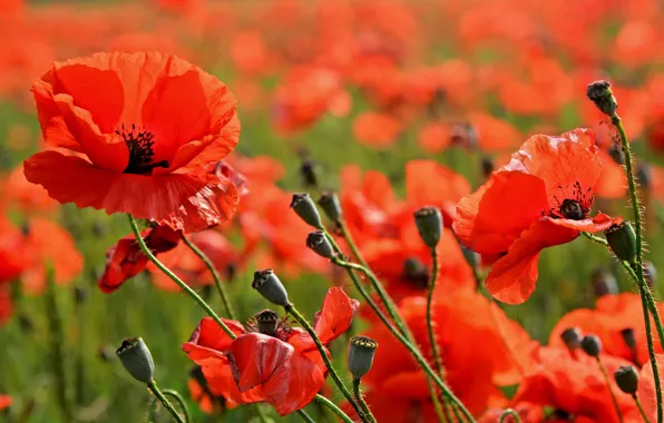 Picture field, Maki, meadow