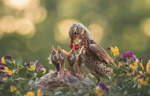 Picture flowers, nature, bird, socket, Chicks, bokeh, feeding