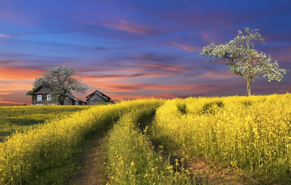 Road, tree, spring, house, rapeseed field