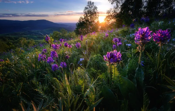 The sun, flowers, hills, view