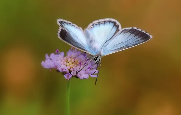 Flowers, butterfly, butterfly