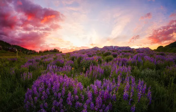 Picture summer, flowers, lupins