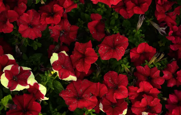 Flowers, red, petunias