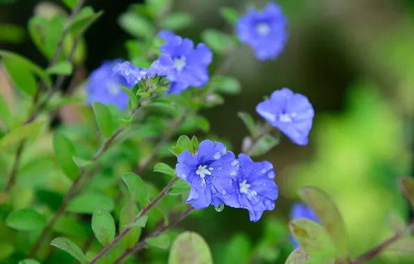Greens, leaves, drops, flowers, stems, blue, blue, evolvulus