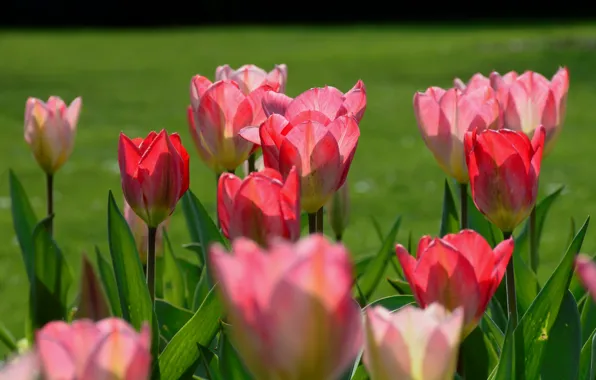 Picture flowers, tulips, pink, a lot