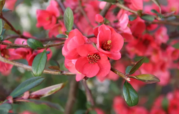 Macro, branches, spring, flowering, flowers, the awakening of nature, the Japan quince