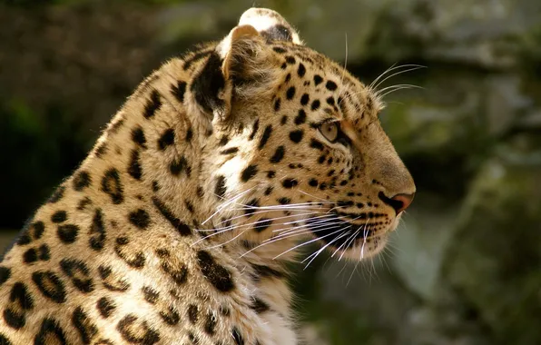 Picture face, predator, spot, leopard, profile, fur, wild cat