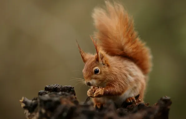 Protein, red, nibbles, animal