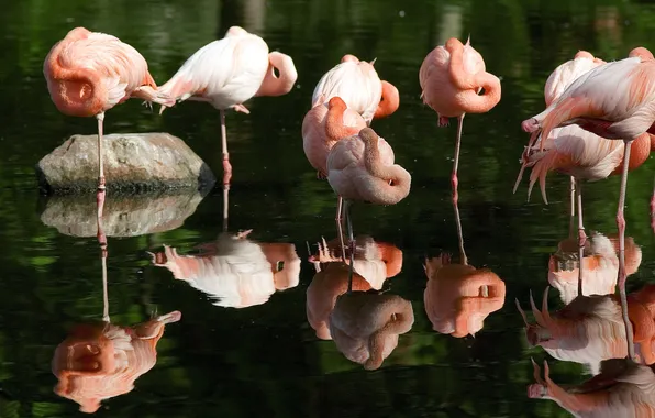 Water, reflection, pink, Flamingo, Flamingo