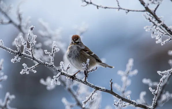 Winter, frost, branches, bird, bokeh, Arboreal passerine Bunting