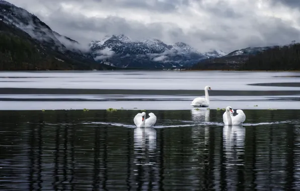 Winter, forest, clouds, snow, mountains, birds, clouds, reflection