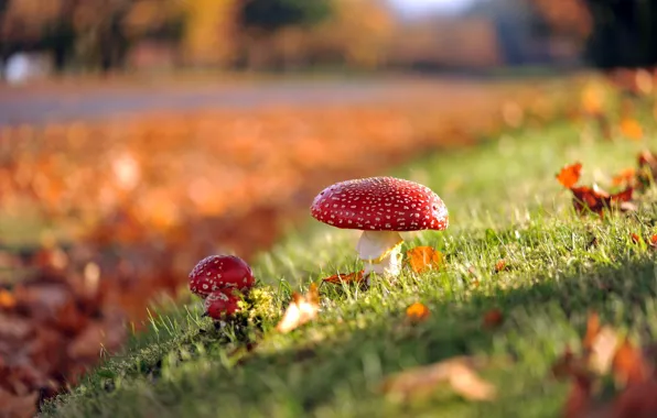 Picture autumn, nature, mushrooms