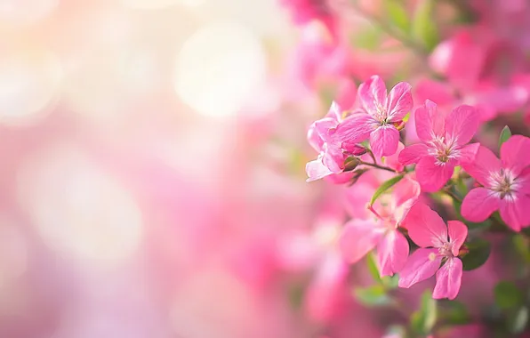 Light, flowers, branch, texture, spring, pink, pink background, flowering