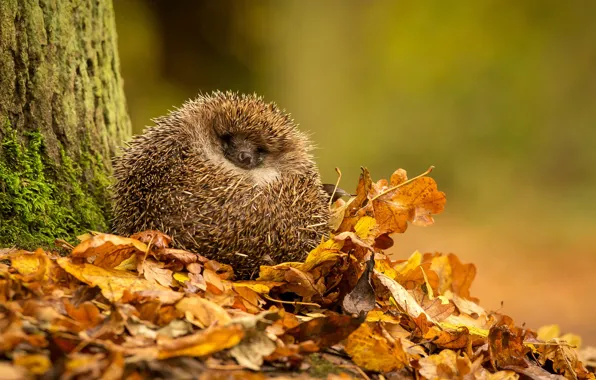 FOREST, TREE, TRUNK, LEAVES, MOSS, BARK, NEEDLES, HEDGEHOG