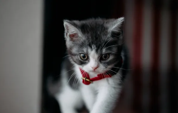 Cat, cat, the dark background, kitty, portrait, collar