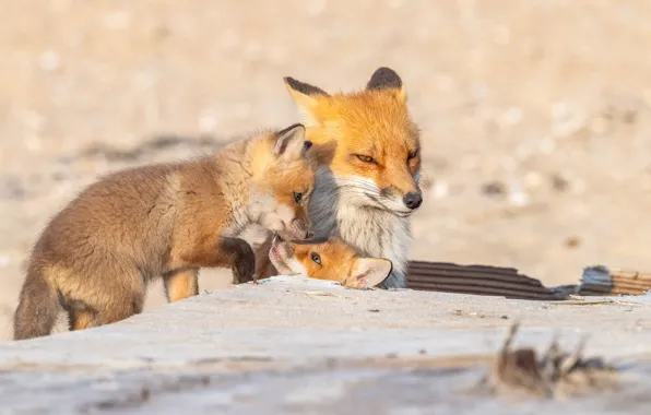 Look, nature, pose, Board, Fox, Fox, face, mom