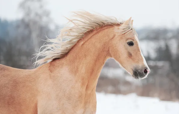Horse, horse, profile