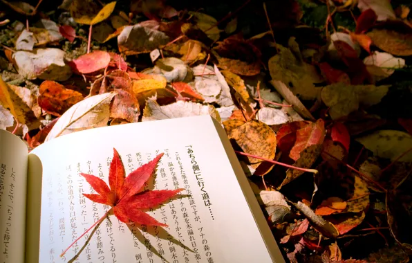 Picture autumn, macro, sheet, foliage, mix, book, Japanese