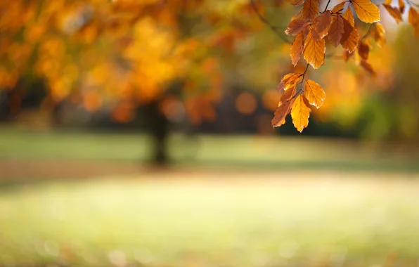 Picture autumn, macro, foliage, branch, bokeh
