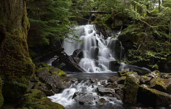 Forest, waterfall, cascade, Washington, Washington State, North Cascades National Park, National Park North Cascade