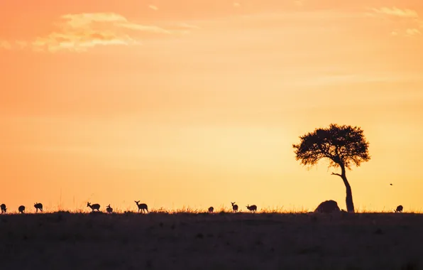 Picture trees, sunset, deer, horizon, wildlife
