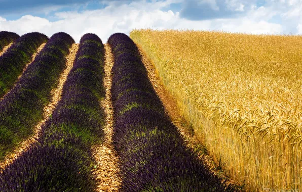 Wheat, field, nature, France, lavender